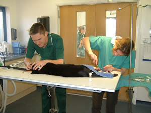 Cat undergoing surgery