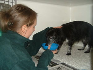 Dog in recovery